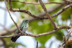 Chrysuronia leucogaster