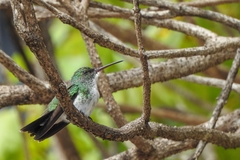 Chrysuronia leucogaster