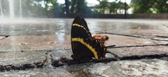 Papilio garamas garamas