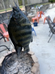 Heterotilapia buettikoferi