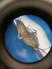Anthocoris nemorum