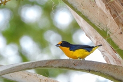 Euphonia violacea