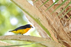 Euphonia violacea