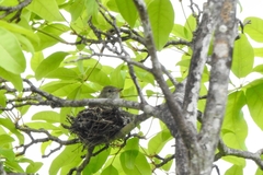 Elaenia chiriquensis