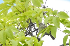 Elaenia chiriquensis