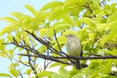 Elaenia chiriquensis