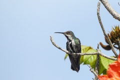 Anthracothorax nigricollis