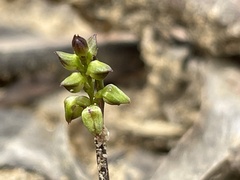 Genoplesium pumilum