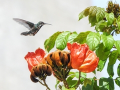 Anthracothorax nigricollis