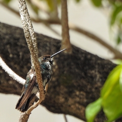 Anthracothorax nigricollis