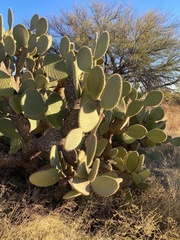 Opuntia