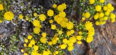 Helichrysum parvifolium