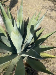 Agave