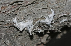 Marchalina hellenica