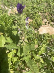 Salvia viridis