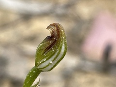 Pterostylis furva