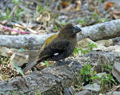 Amblyospiza albifrons