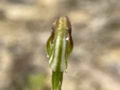 Pterostylis furva