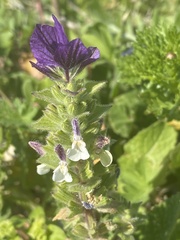 Salvia viridis