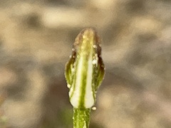 Pterostylis furva