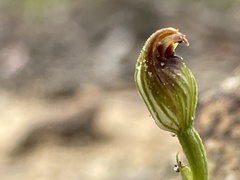 Pterostylis furva