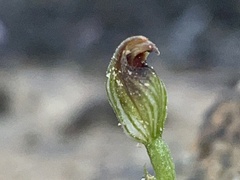 Pterostylis furva