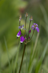 Primula jeffreyi