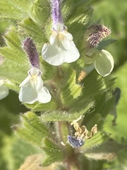 Salvia viridis