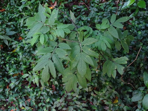 Sambucus palmensis, photograph 5