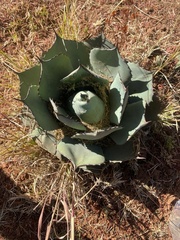Agave