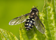 Dasysyrphus intrudens
