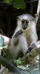 Cercocebus galeritus