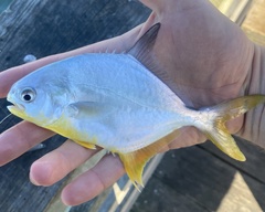 Trachinotus carolinus