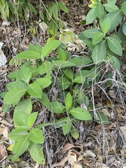Trichodesma calycosum