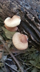 Crepidotaceae