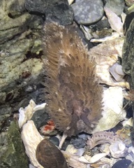 Aeolidia