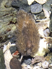 Aeolidia