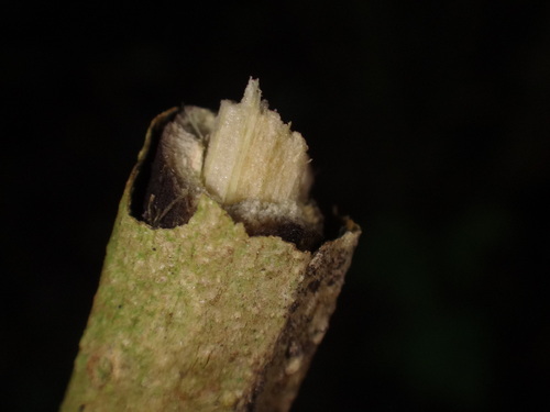 Image of Sambucus palmensis by (c) Christian Berg, some rights reserved (CC BY)