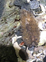 Aeolidia