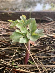 Angelica lucida