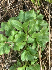 Angelica lucida