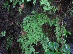 Adiantum raddianum image