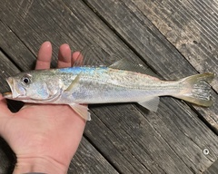 Cynoscion regalis