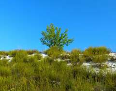 Artemisia salsoloides