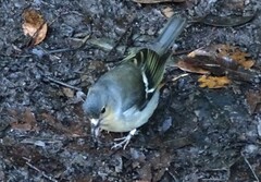 Fringilla coelebs canariensis
