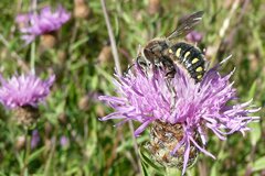 Anthidium septemspinosum
