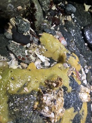 Halichondria panicea