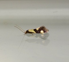 Opogona comptella
