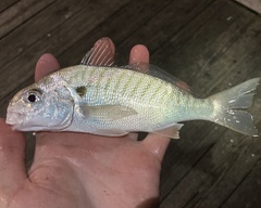 Leiostomus xanthurus