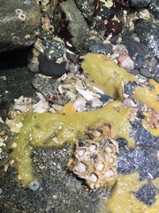 Halichondria panicea